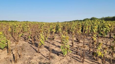 Sequía y heladas afectan producción de granos en Santa Cruz