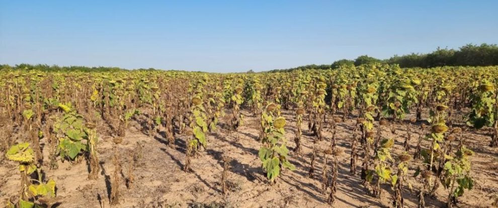 Sequía y heladas afectan producción de granos en Santa Cruz