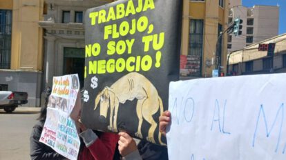 Prohibición de venta de animales en Oruro