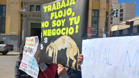 Prohibición de venta de animales en Oruro