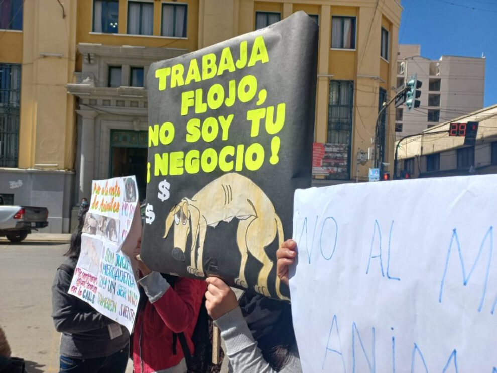 Prohibición de venta de animales en Oruro