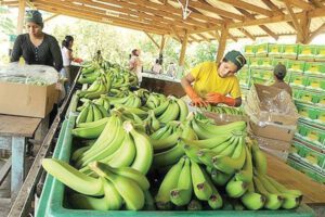 Crisis en Argentina afecta la exportación bananera del Chapare