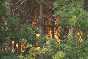 Incendios forestales en Europa