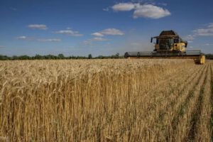 Exportaciones de grano bajo la supervisión de Turquía y la ONU
