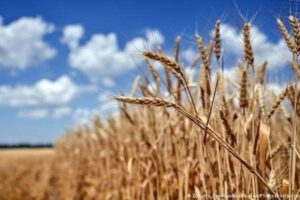 Exportaciones de cereales de Ucrania