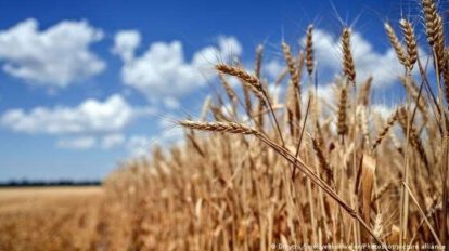Exportaciones de cereales de Ucrania
