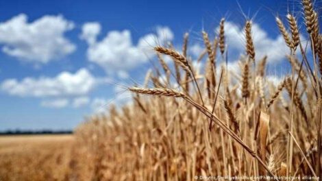 Exportaciones de cereales de Ucrania