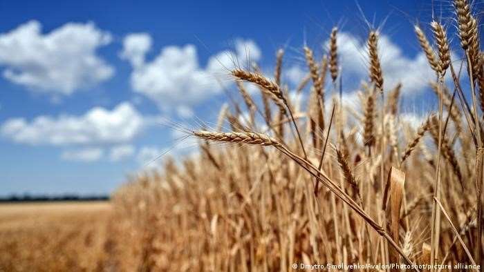 Exportaciones de cereales de Ucrania