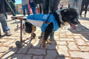 Toño el perro que fue abandonado y atropellado