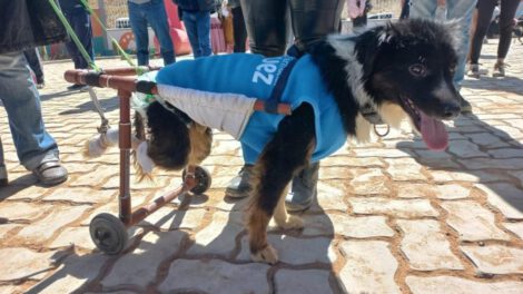 Toño el perro que fue abandonado y atropellado