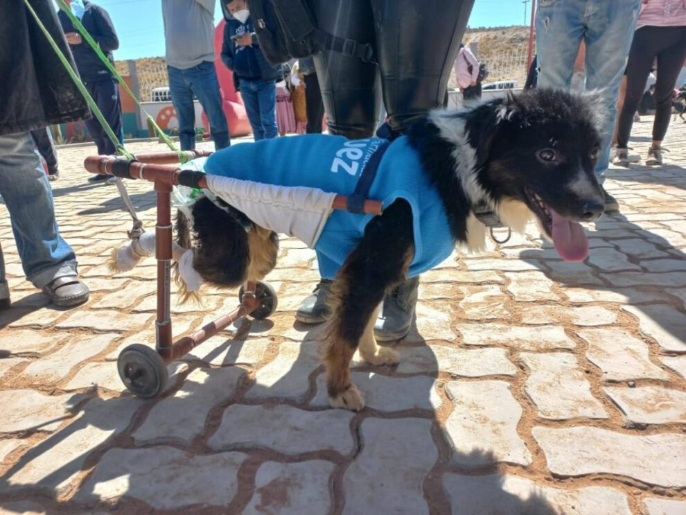 Toño el perro que fue abandonado y atropellado