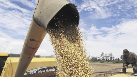 Contrabando de soya en Bolivia y pérdidas económicas