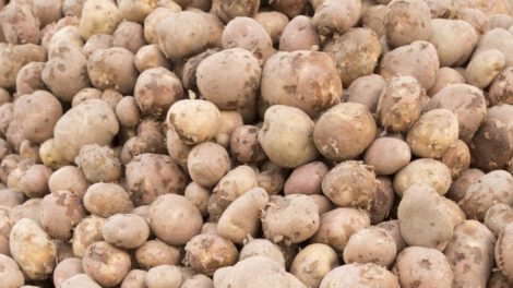 Restricciones a agroexportaciones de Perú