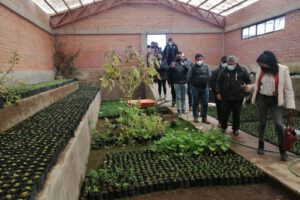 Vivero Forestal Municipal en Socamani produce más de 20.000 plantines al mes