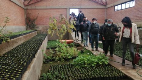 Vivero Forestal Municipal en Socamani produce más de 20.000 plantines al mes