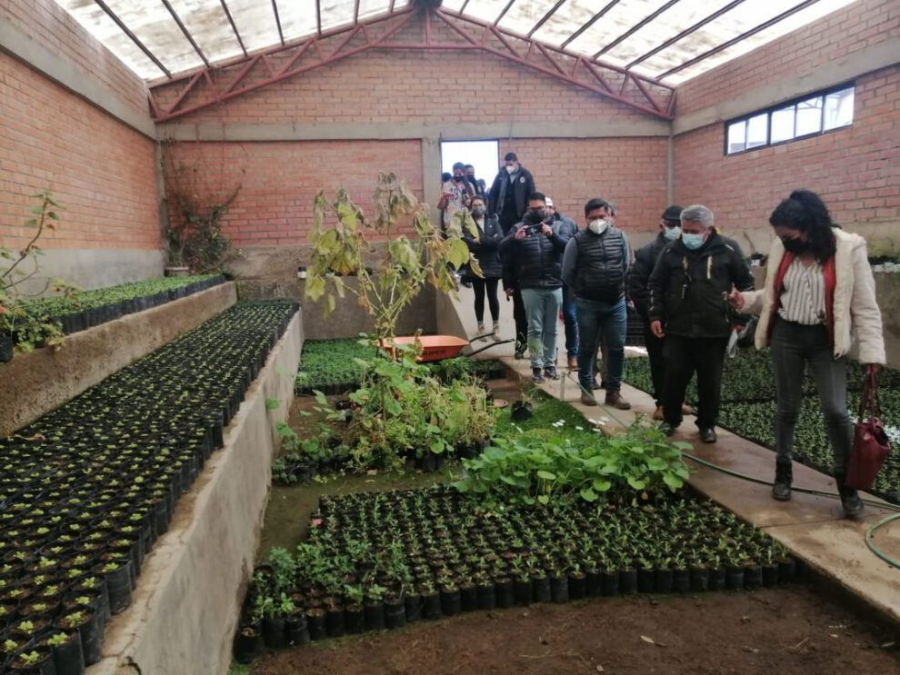 Vivero Forestal Municipal en Socamani produce más de 20.000 plantines al mes