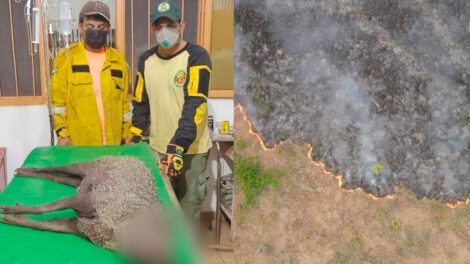 Incendio en parque Otuquis mata a miles de animales