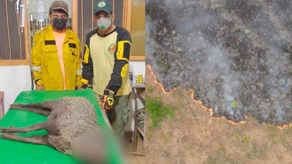 Incendio en parque Otuquis mata a miles de animales