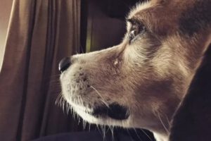 Perros derraman lágrimas de alegría al ver a su dueño