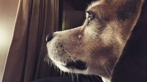 Perros derraman lágrimas de alegría al ver a su dueño