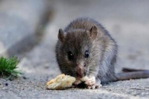 Imagen referencial de un roedor, animal transmisor del hantavirus