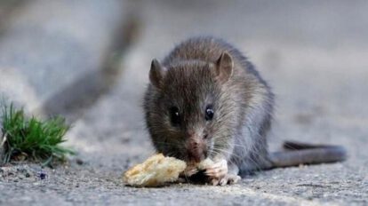 Imagen referencial de un roedor, animal transmisor del hantavirus