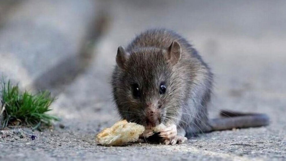 Imagen referencial de un roedor, animal transmisor del hantavirus