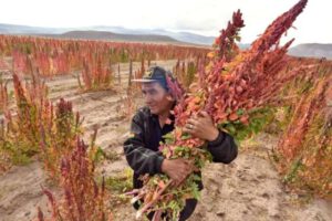 Congreso Mundial de la Quinua en Bolivia
