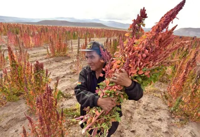 Congreso Mundial de la Quinua en Bolivia