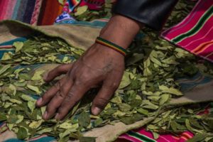 Coca peruana en Bolivia