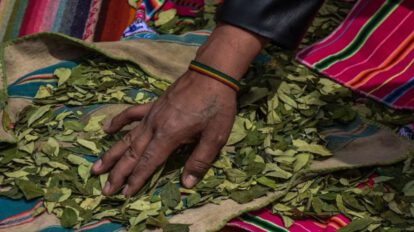 Coca peruana en Bolivia