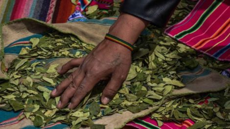 Coca peruana en Bolivia