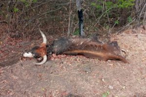 Muerte de ganado por la sequía en Huacareta