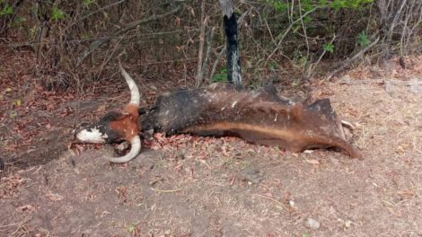 Muerte de ganado por la sequía en Huacareta
