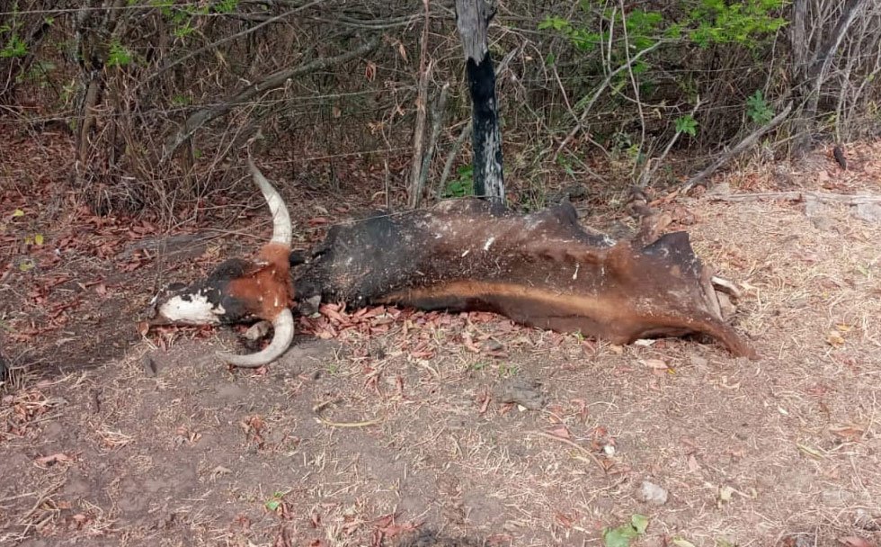 Muerte de ganado por la sequía en Huacareta