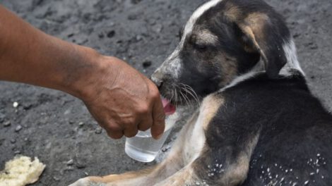 Cocalerito, el can que acompaña la marcha de Adepcoca