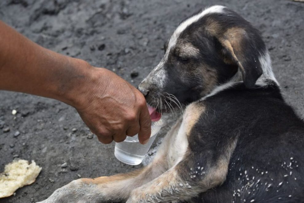 Cocalerito, el can que acompaña la marcha de Adepcoca