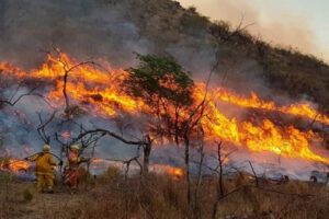 Incendios en Argentina ingresan a Bolivia por el Parque Aguaragüe