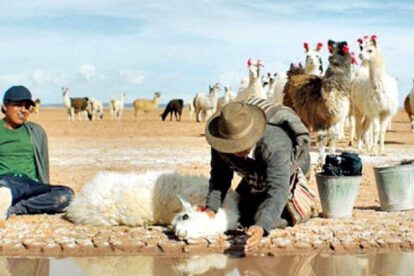 Utama película Bolivia Óscar