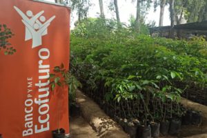 Ecofuturo apoya campaña de reforestación en Cochabamba