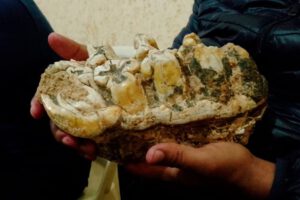 Fósil de mastodonte encontrado en Chuquisaca