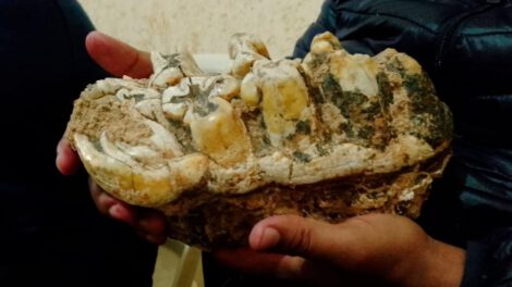 Fósil de mastodonte encontrado en Chuquisaca