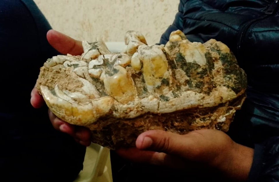 Fósil de mastodonte encontrado en Chuquisaca