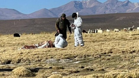 Encuentran muerto a boliviano que cruzó ilegalmente la frontera con Chile