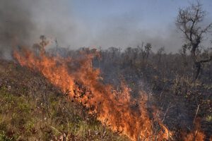 Incendios forestales en Bolivia han consumido la vida de muchos animales