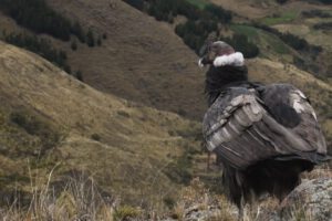 Cóndor Andino como patrimonio natural en Bolivia