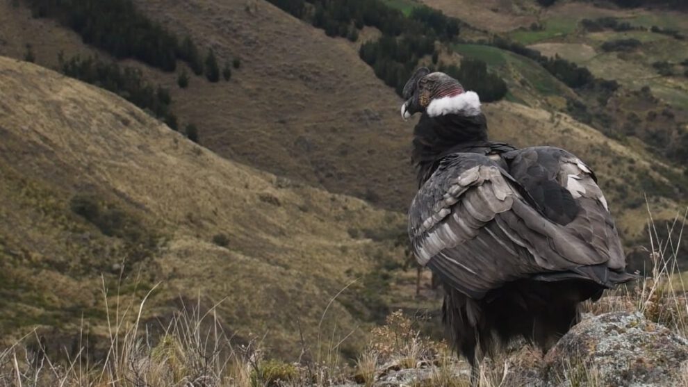 Cóndor Andino como patrimonio natural en Bolivia