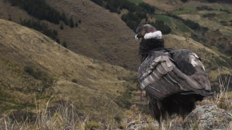 Cóndor Andino como patrimonio natural en Bolivia