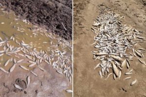 Situación de los peces en el río Pilcomayo debido a la sequía