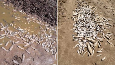 Situación de los peces en el río Pilcomayo debido a la sequía